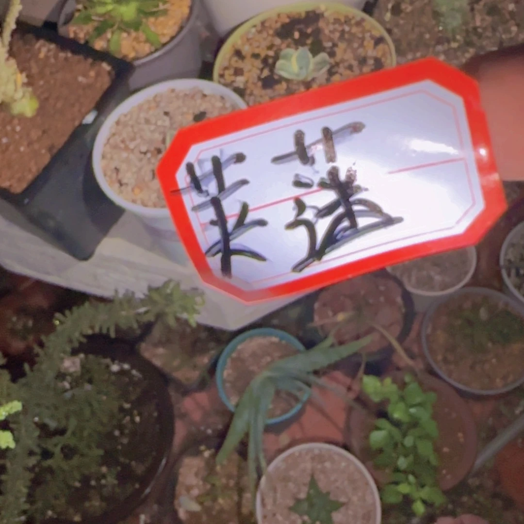 吳***麓块根植物块根植物