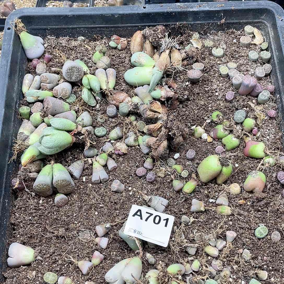 小**咩彩色清筐 脱土701