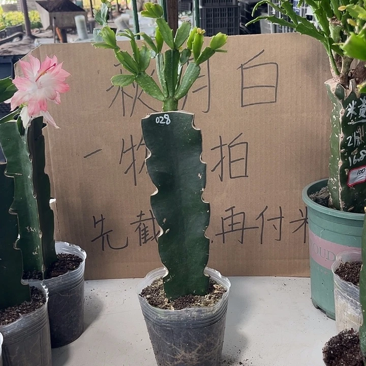 快***好当前无花朵，栽培后可花朵028-20元