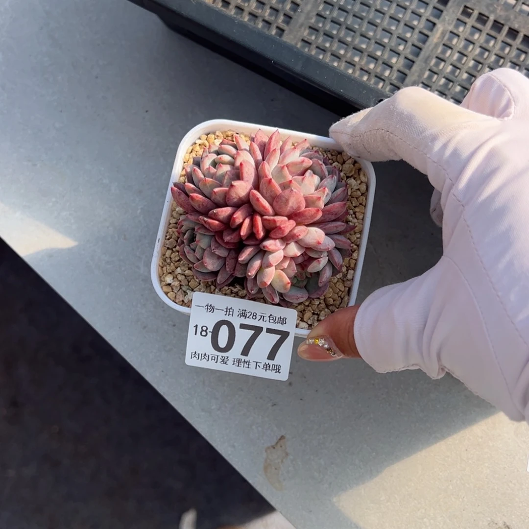 鲁冰多肉多肉多肉多肉