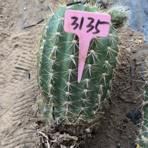 沁*清清13毛花柱微瑕3135