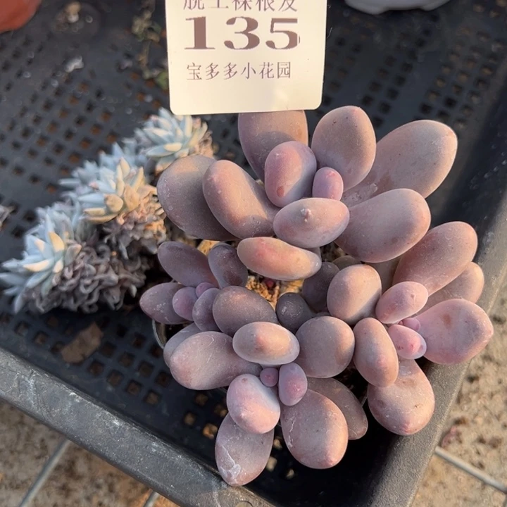 舞*奶酪5头一颗量拍多肉满20包邮初7发