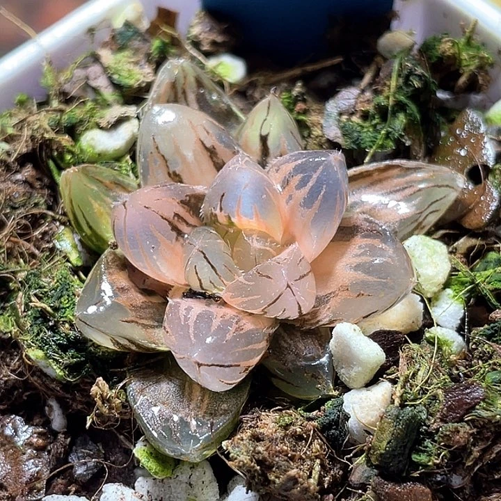768霓虹燈錦一物一拍
