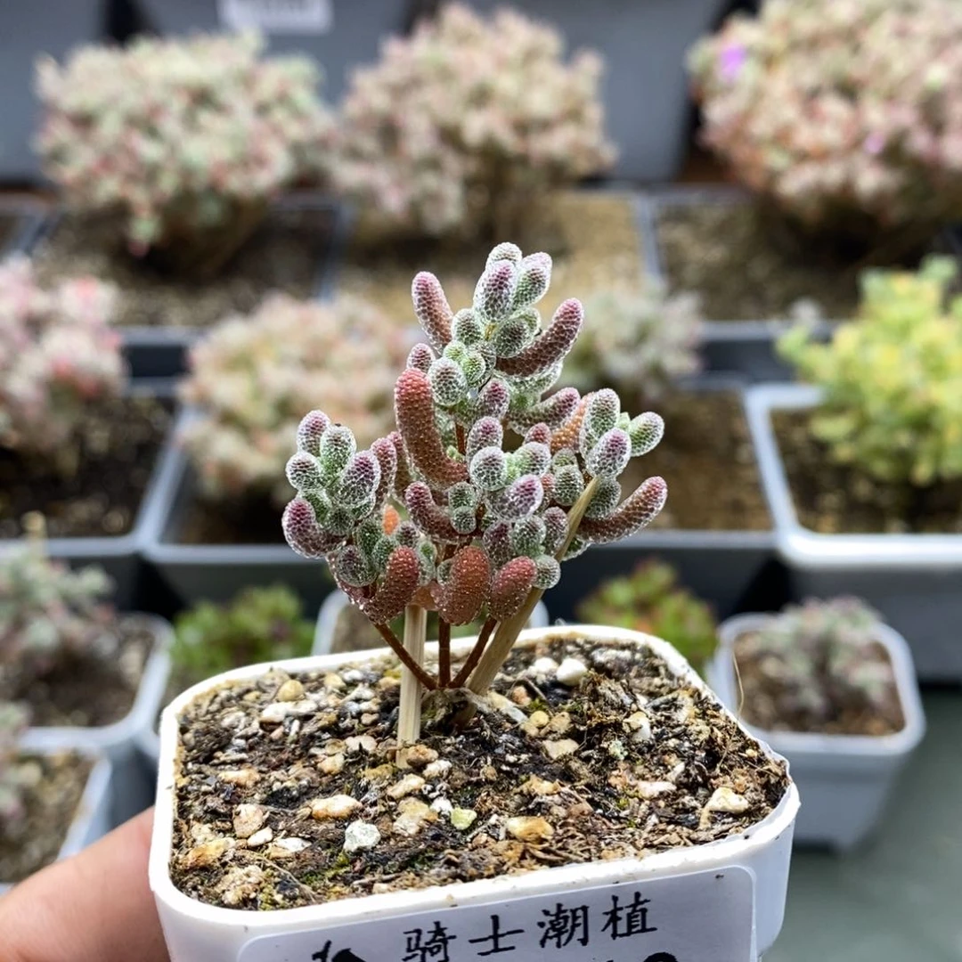 2319实生精控优选冰晶