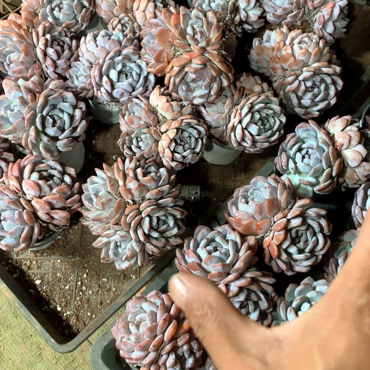 双头起橙梦露群两颗两单包邮