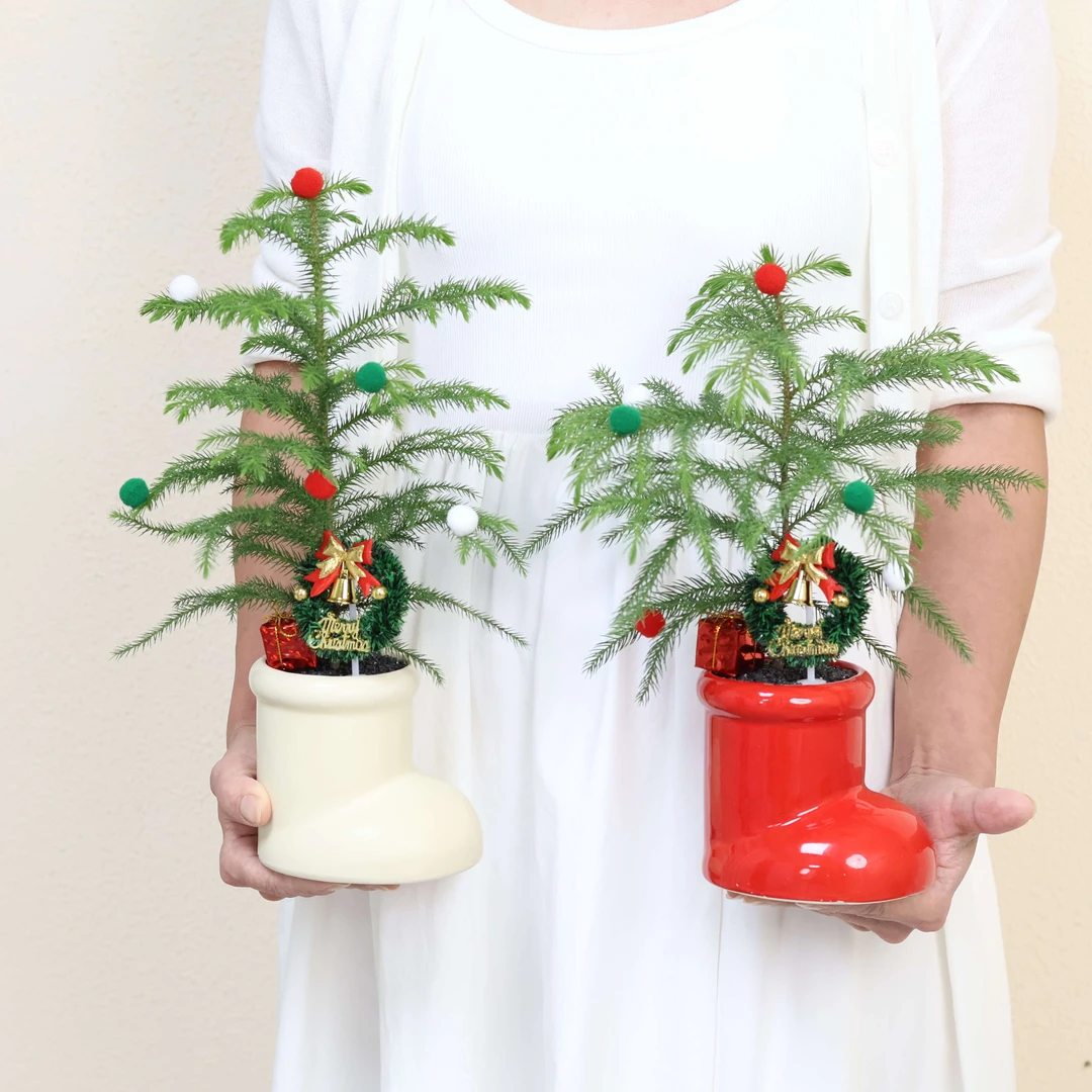红色圣诞鞋子盆+南洋杉+黑沙+圣诞配件+130接水盘