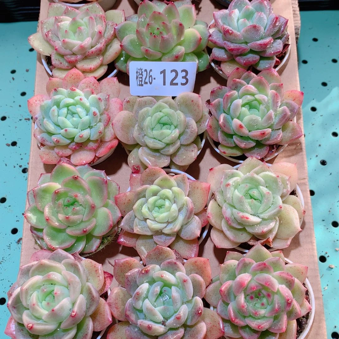 26-123一物一拍多肉带盆18颗