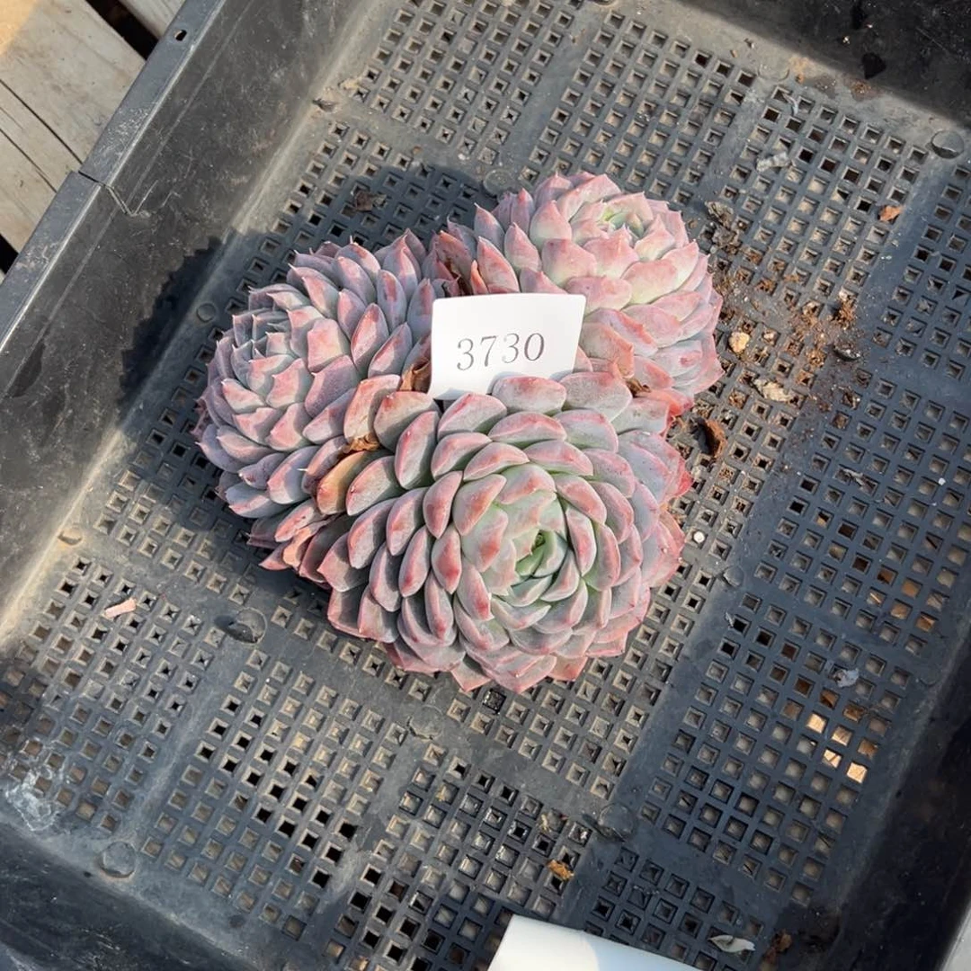 h****23730多肉多多多多多