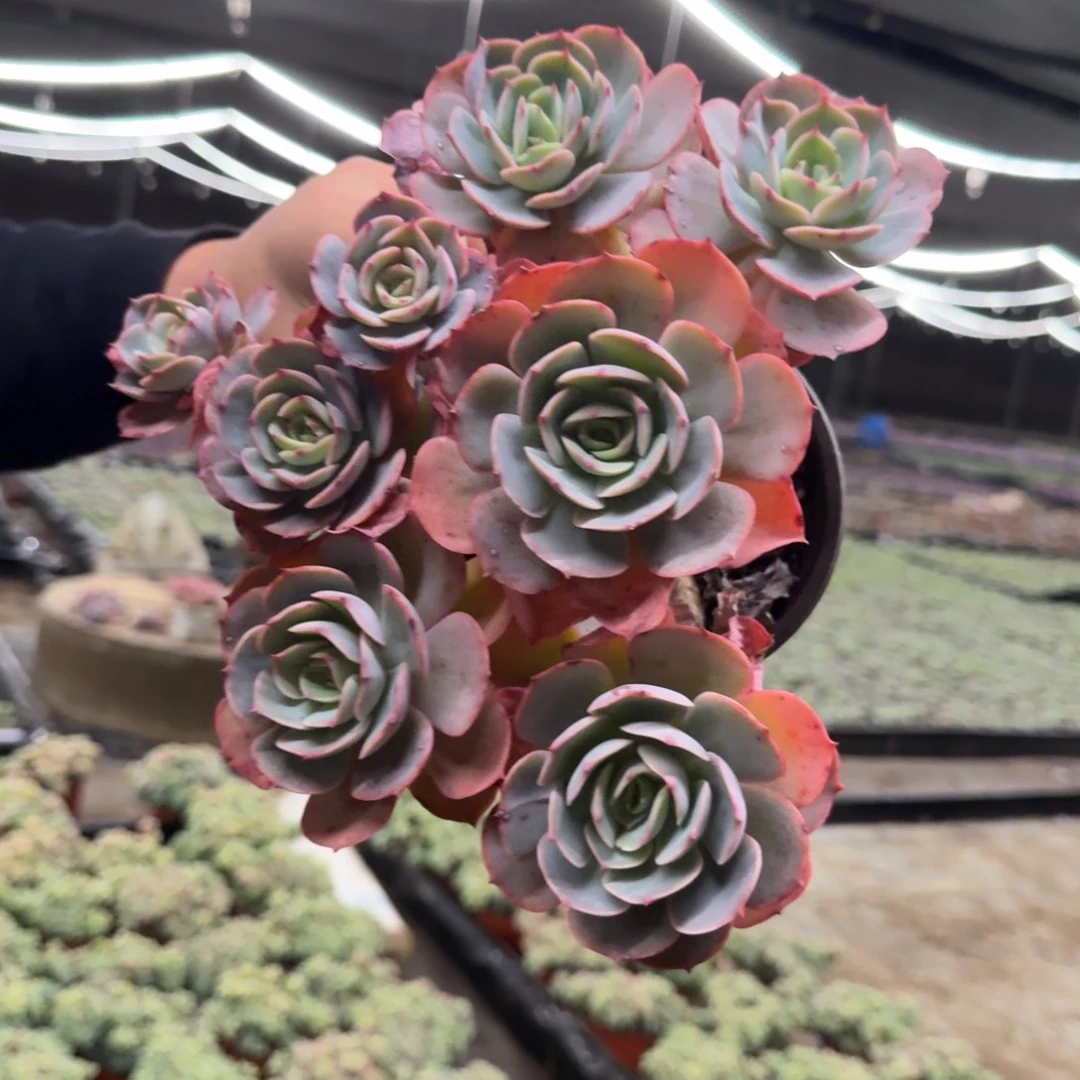 白雪公主六头起发