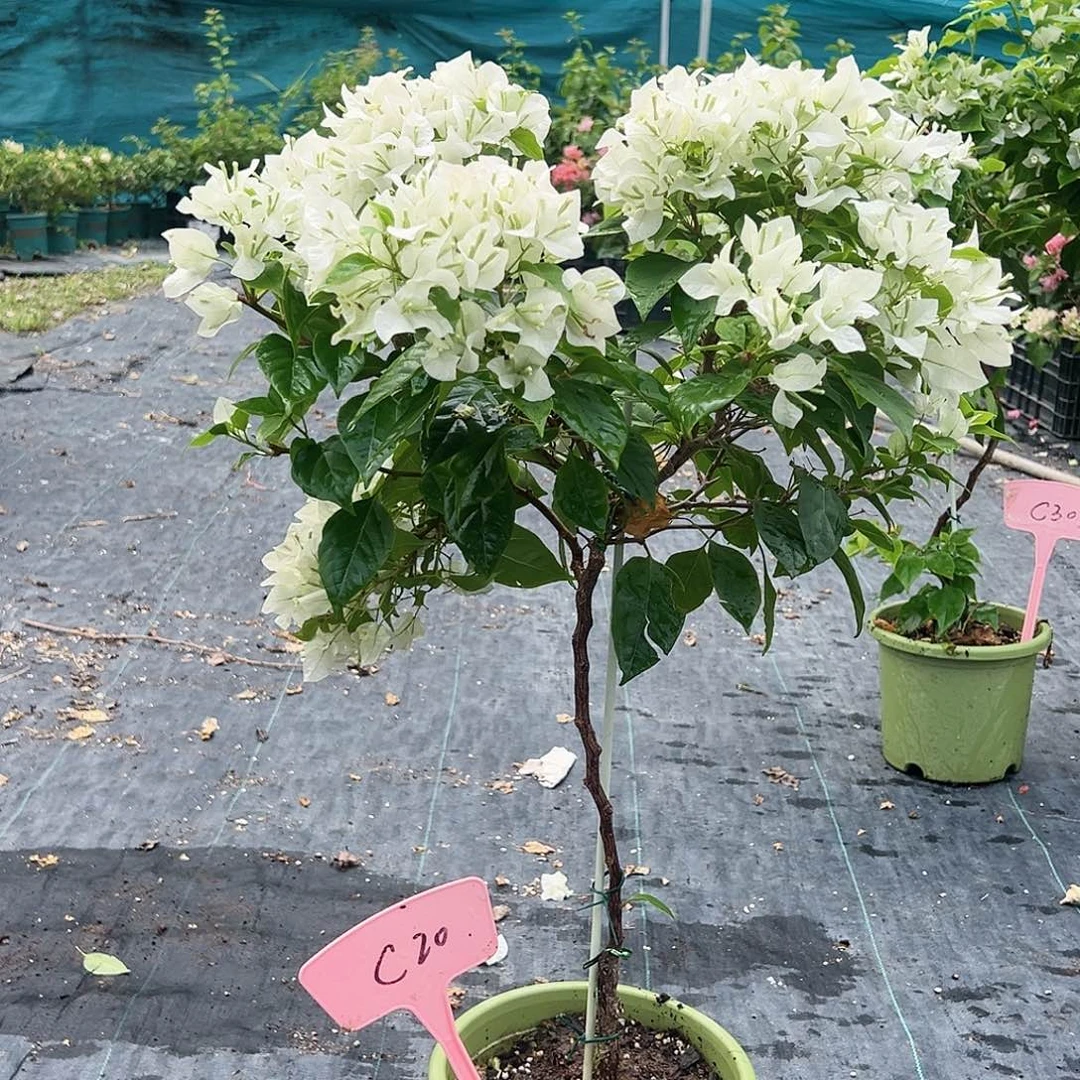 咪***兔当前无花栽培后可以开花C20白狐狸