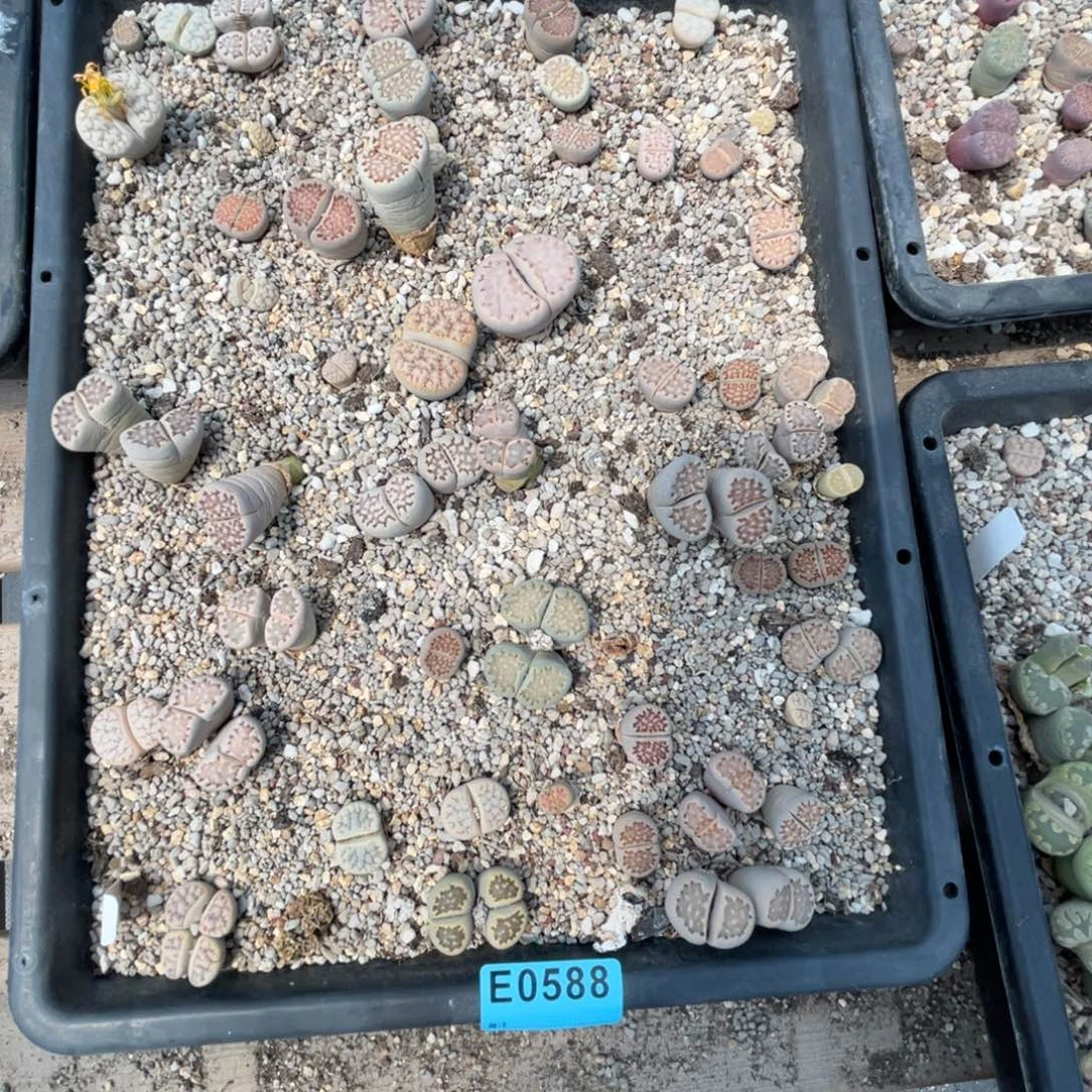 U***a0588筐福利不售后