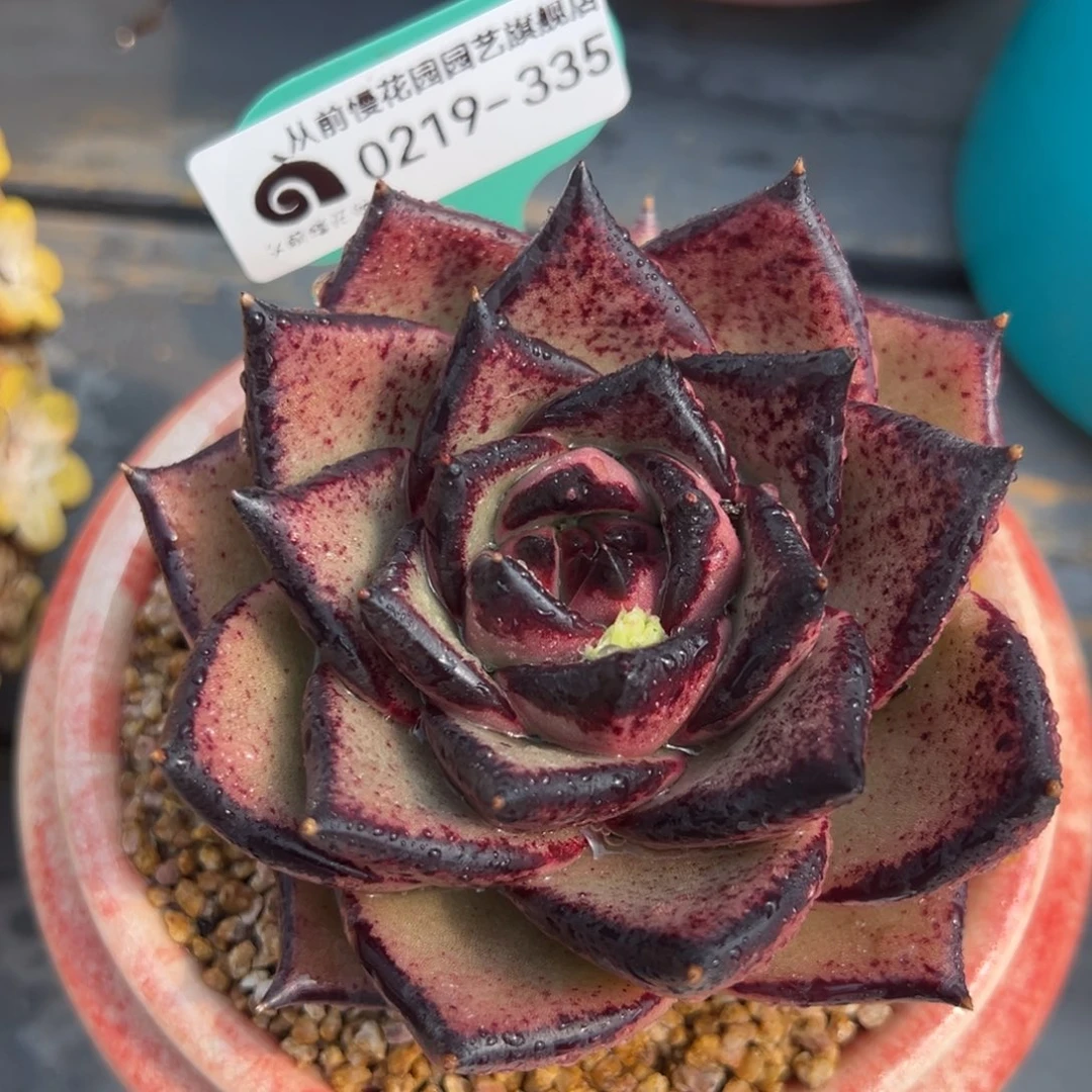 从前慢多肉精选编号0219.335