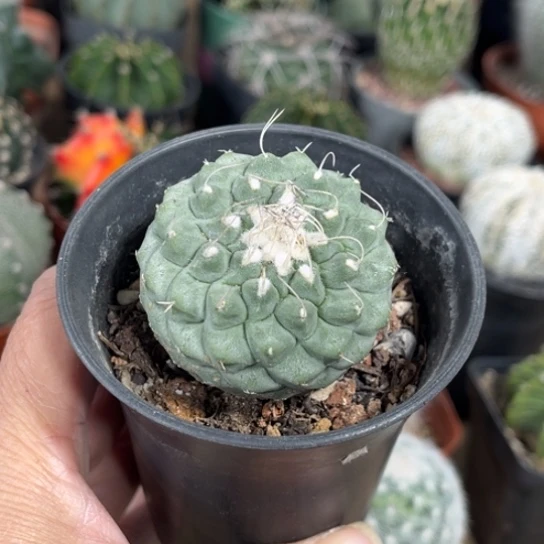 当前无花栽培后可以开花实生菊水