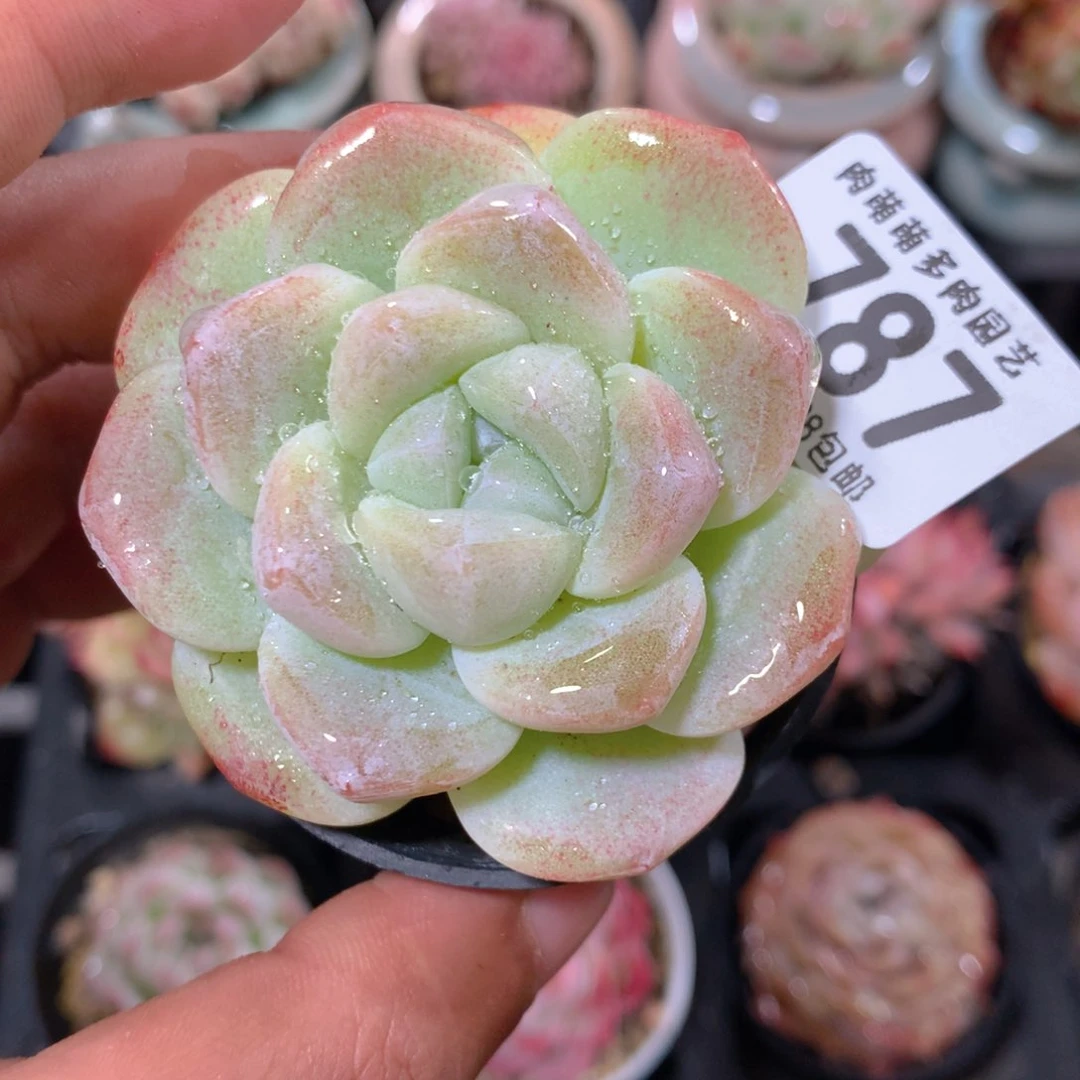 5CM拇指盆精控多肉ZS787