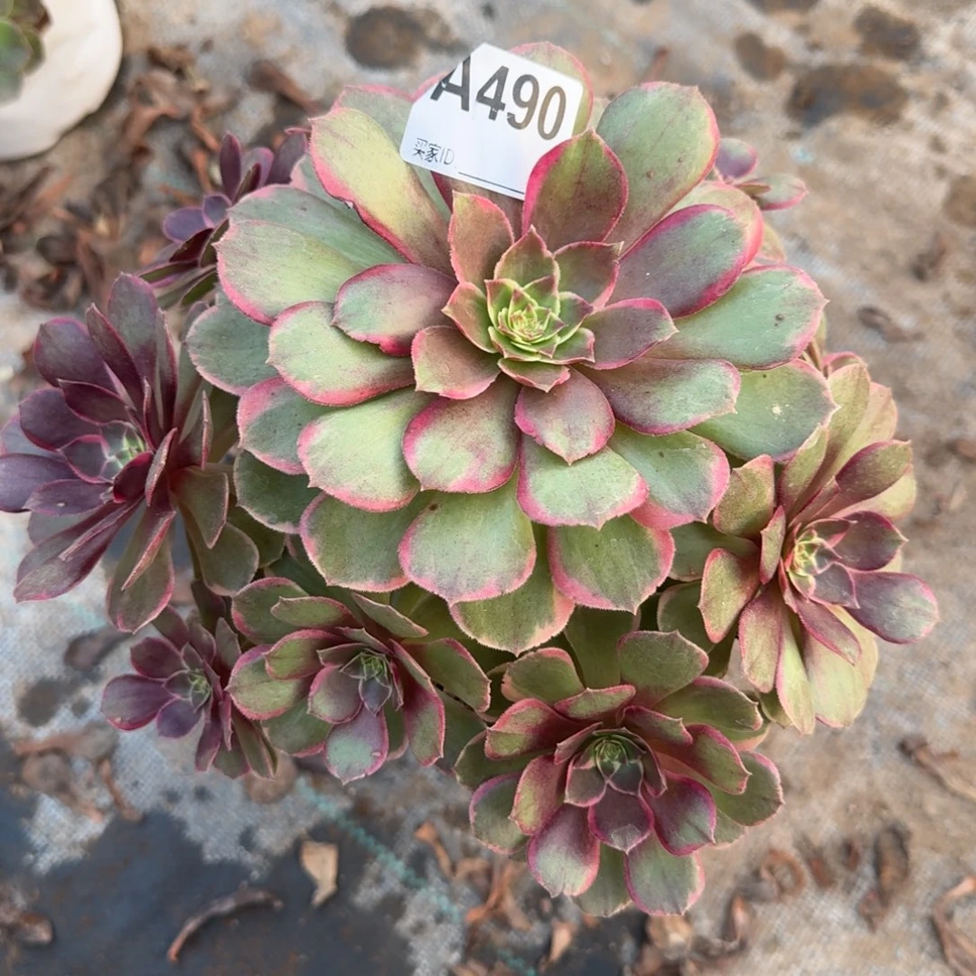 粉花妖一物一拍490