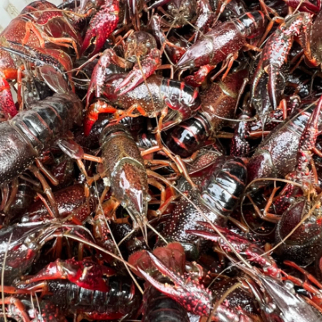 中号小龙虾3斤50元