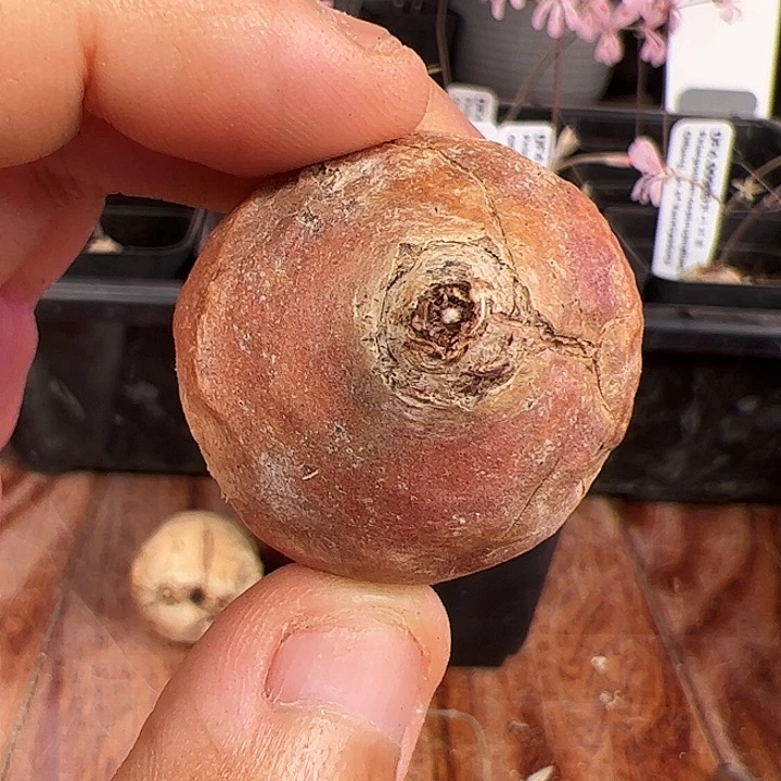 拾***期肾叶洋葵，出花箭再发