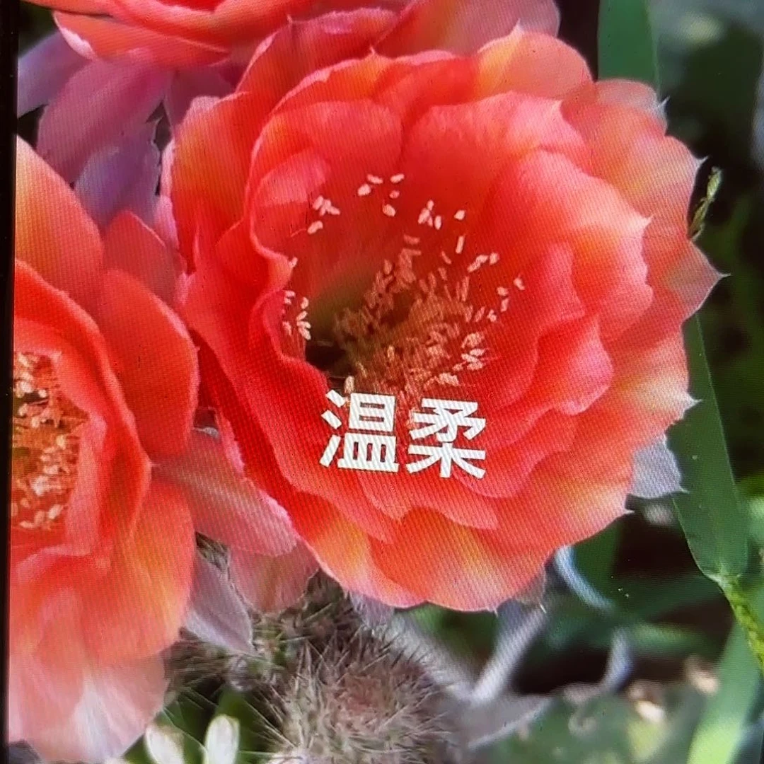 温柔彩侧牙20包邮19