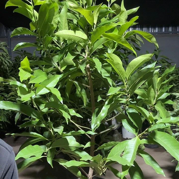 完全开放白兰花88