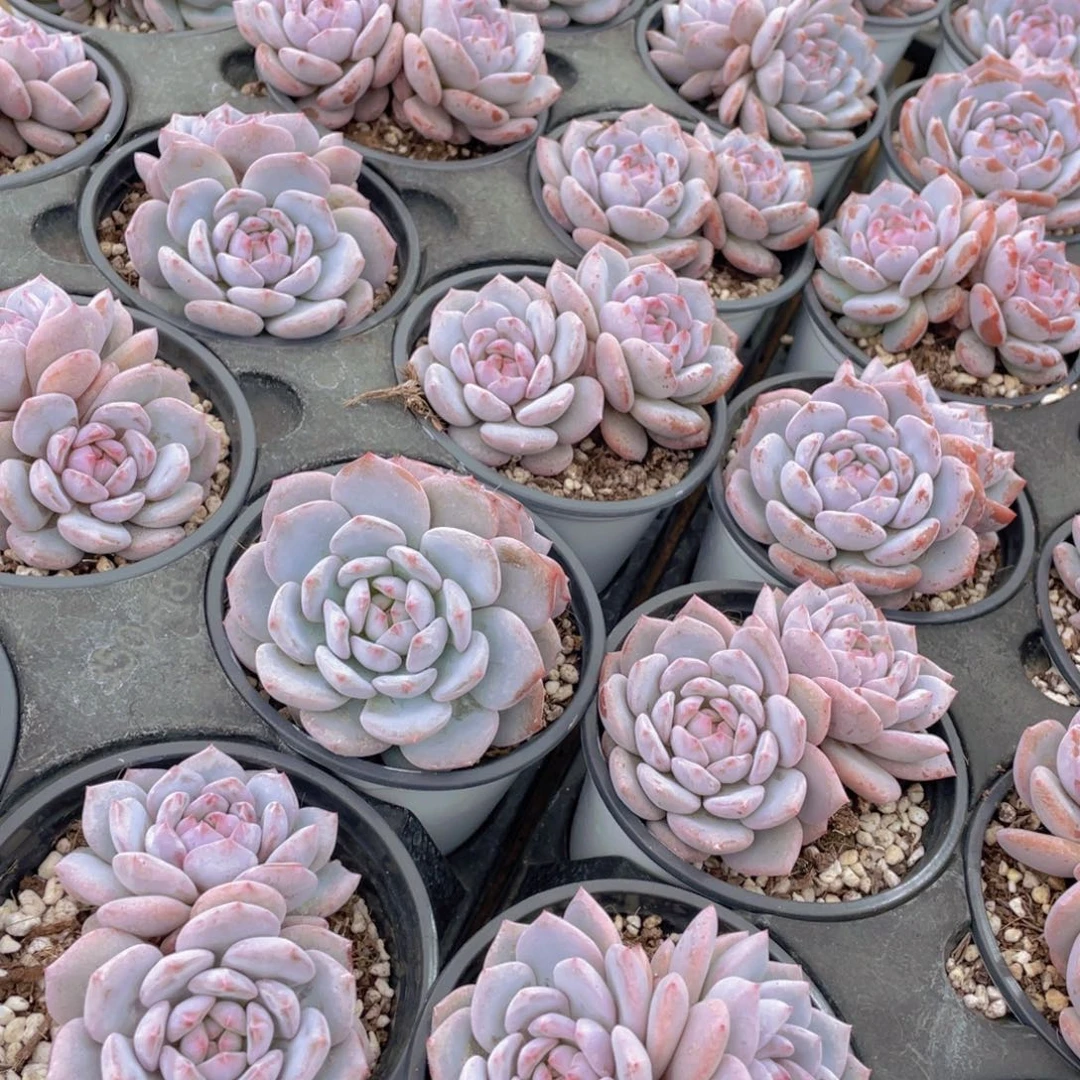 13号 丸叶星星橙大双头一个