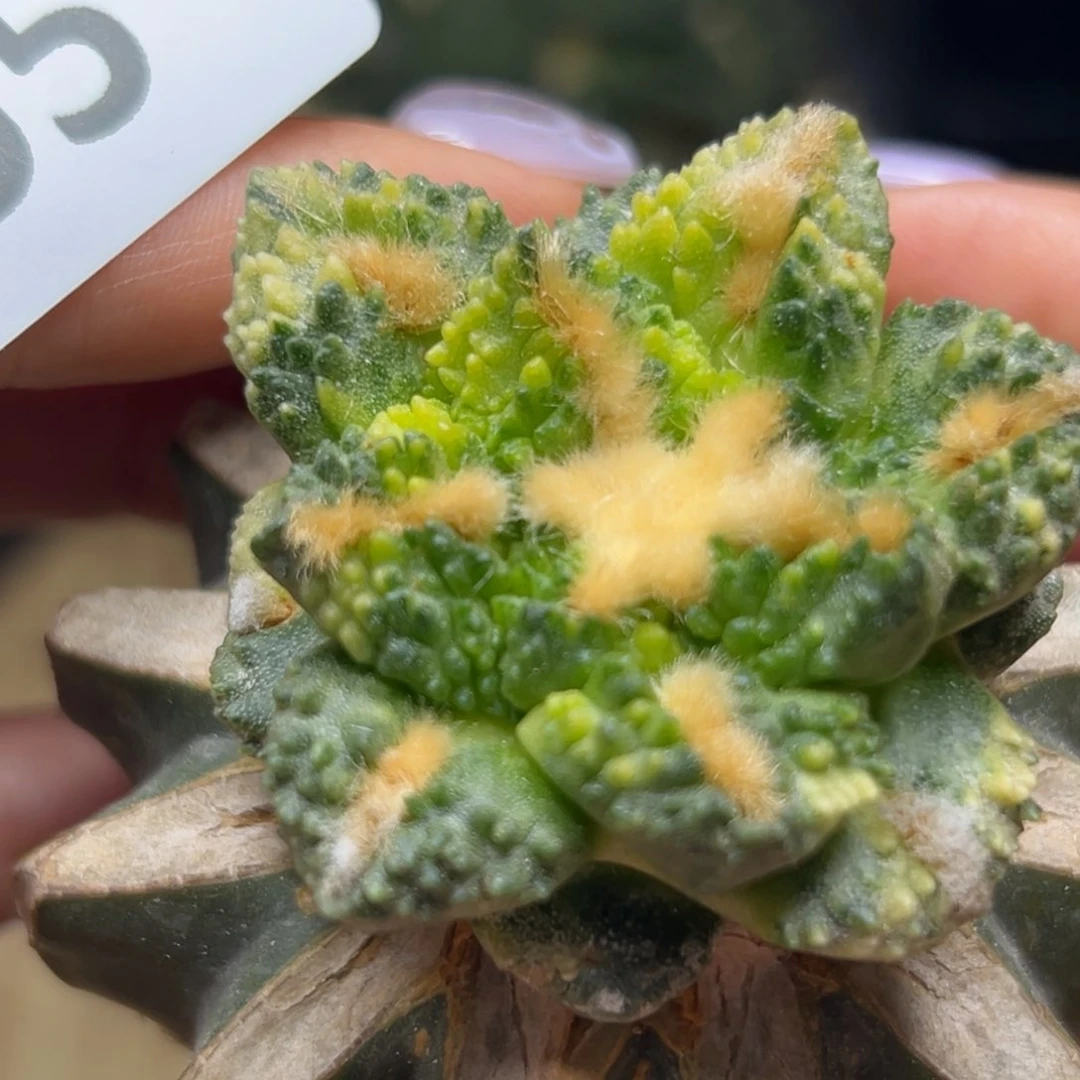 半***帅555 草球嫁接仙人球