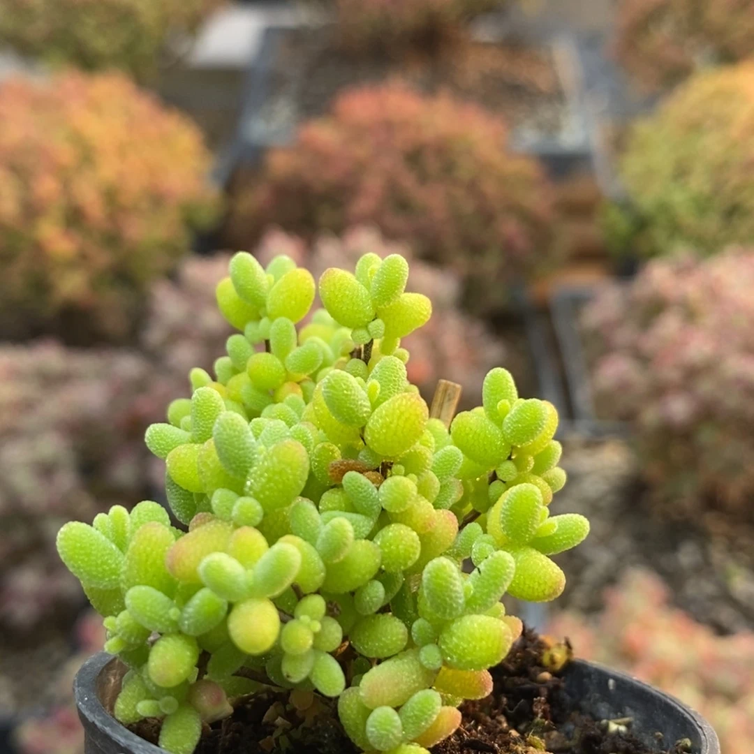 蜜橘糖球5058枝干番杏
