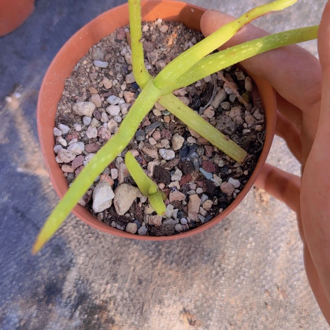 一**子块根植物块根植物