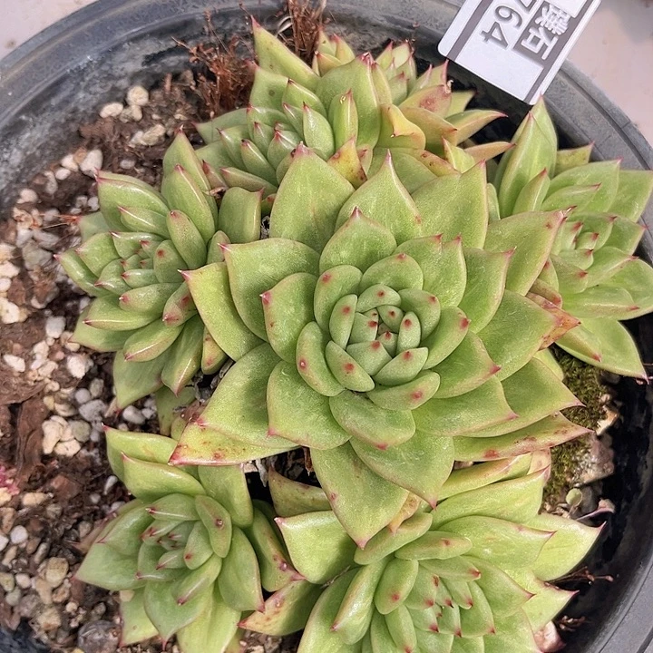 凸起玛利亚2764多肉植物