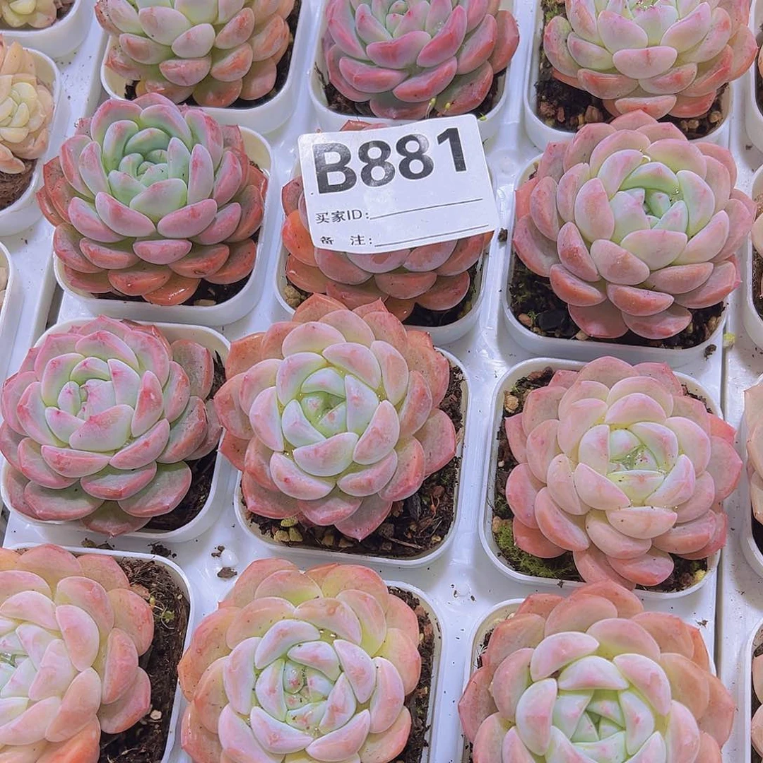 881琥珀19包邮多肉