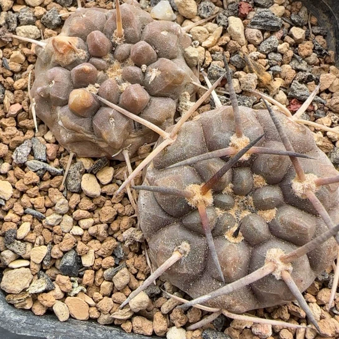 012实生武勋2颗多肉