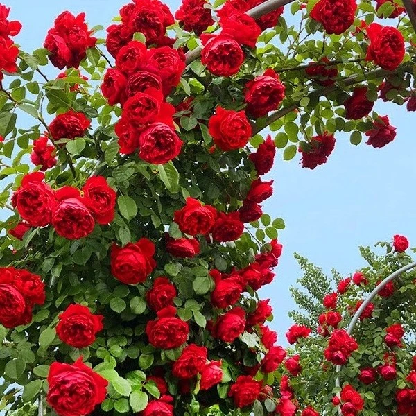 爬藤月季花苗大花浓香型庭院阳台盆栽地栽爬藤蔷薇花苗四季开花