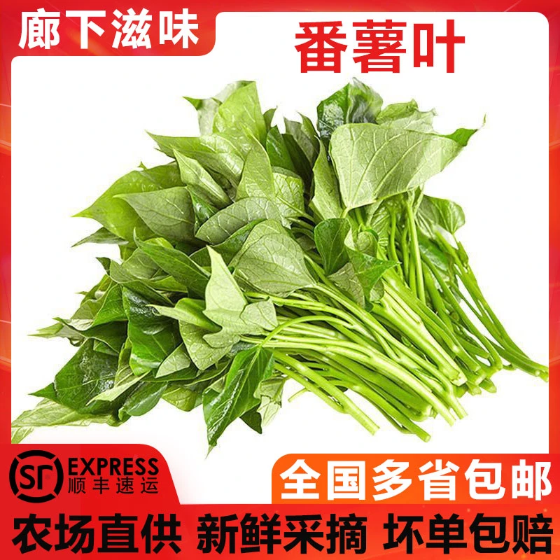 红薯叶1-5斤 新鲜苕尖专吃叶子地瓜叶嫩尖农家自种蔬菜食用番薯叶