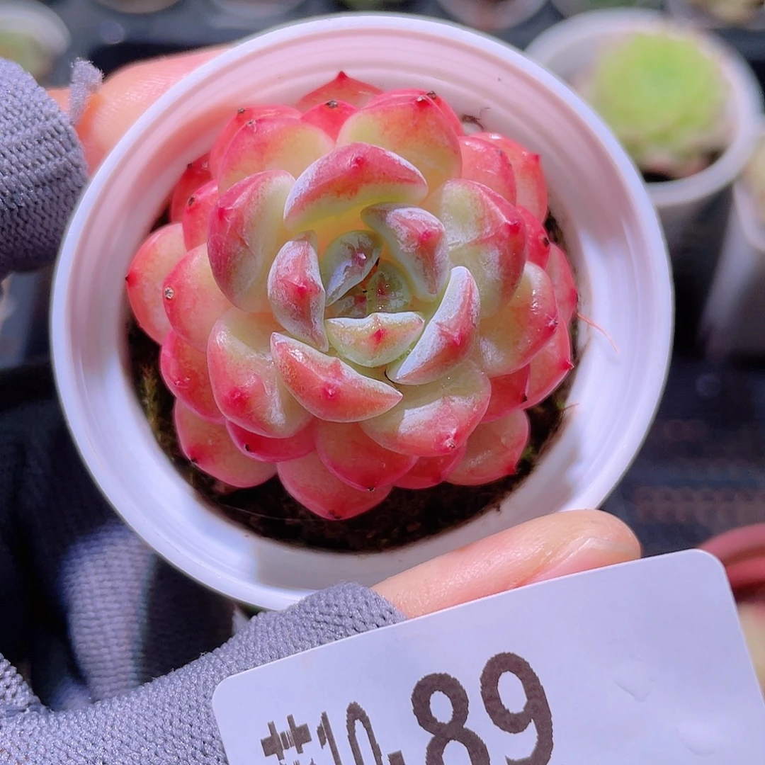 花利美10-89雪颜玉