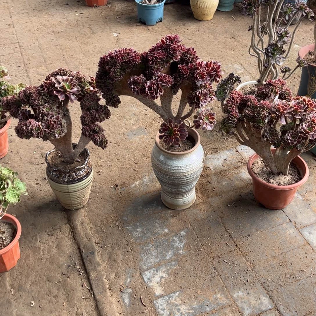 花绿植一物一拍鲜花