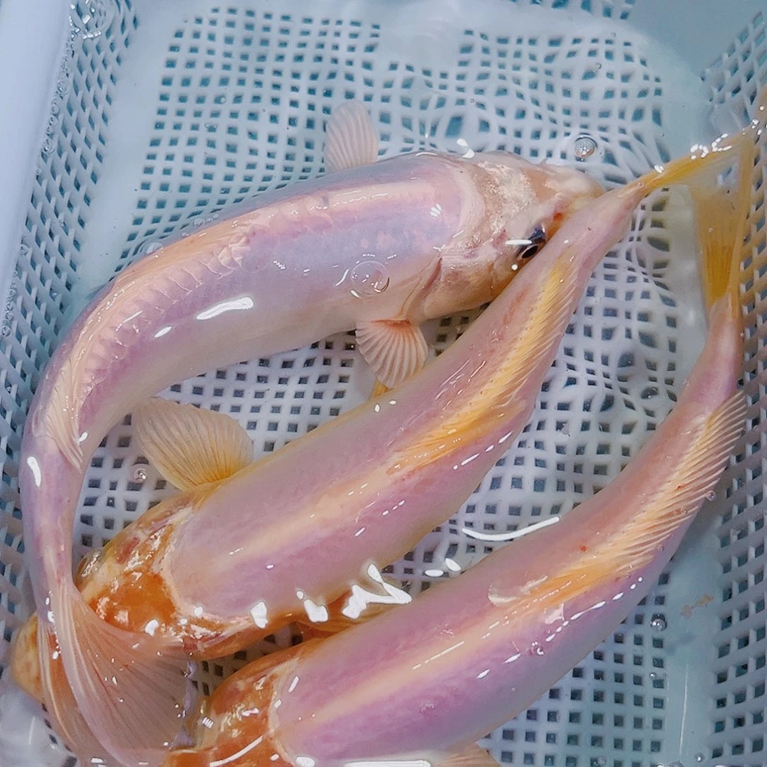 海水鱼锦鲤冷水鱼66