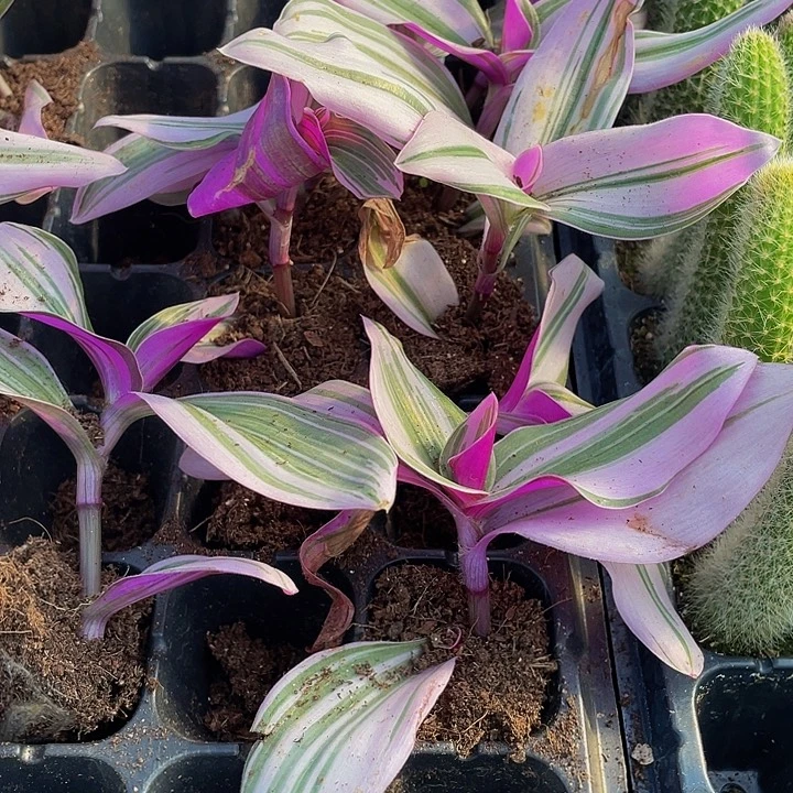 小油画1元带土发货