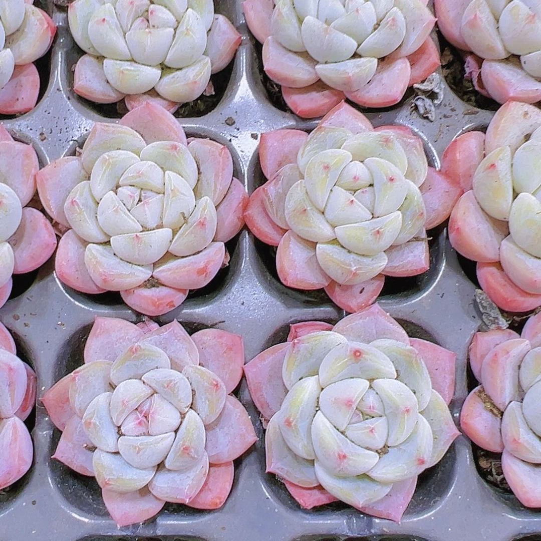 明月之心2个19包邮