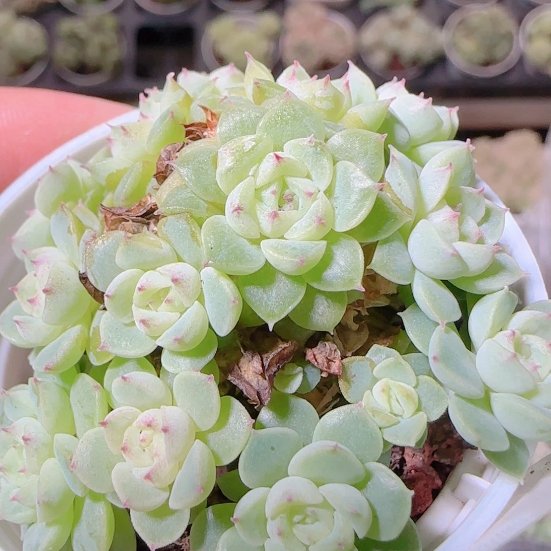 花语逸镜1104-33散