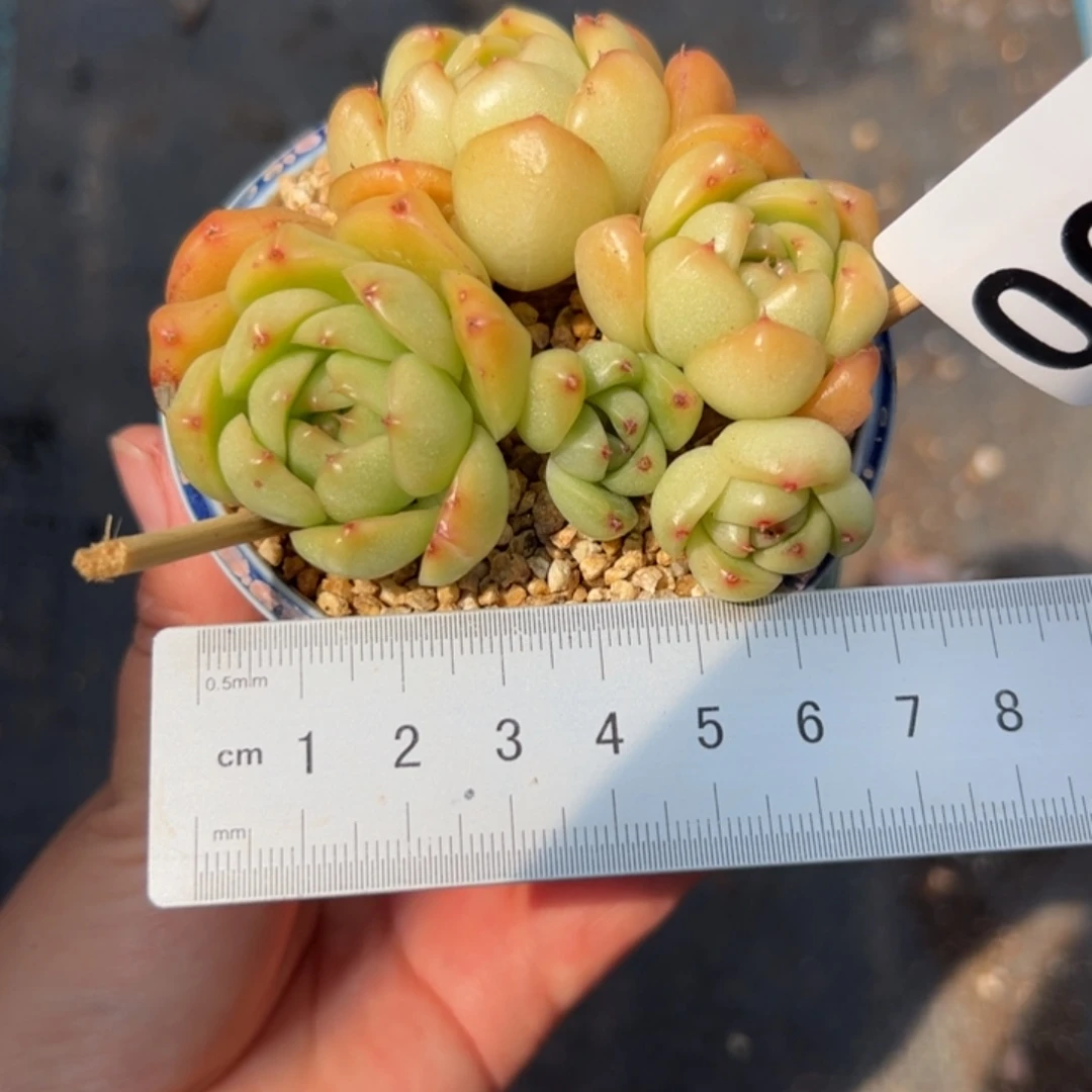 奶****?690 多肉植物组合盆栽