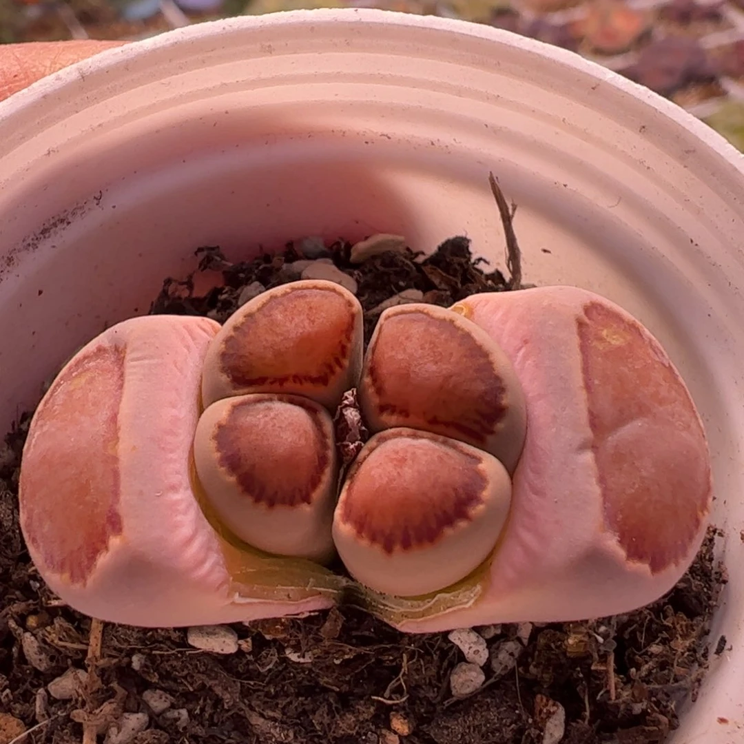 丝绒红窗菊母本多肉植物百科