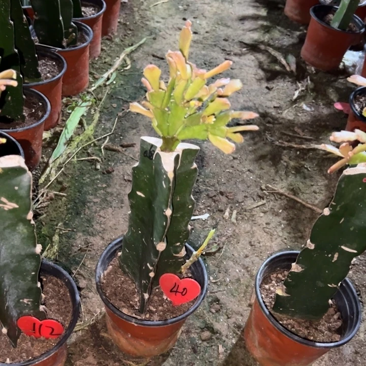用***7当前无花栽培后可以开花058  40