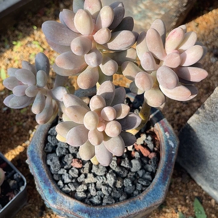 桃花奶酪多肉植物