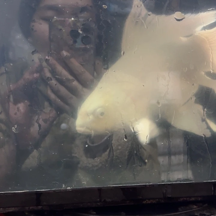 蝴蝶鲤鱼蝴蝶鲤包邮70