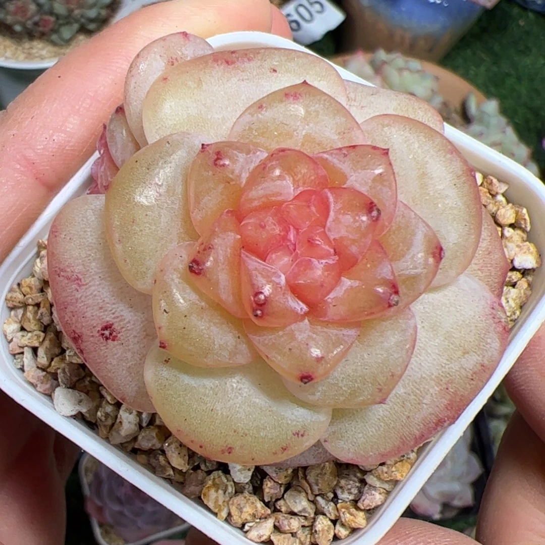 059 满38包邮一物一拍
