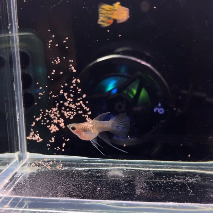 孔雀鱼小蜜蜂玻璃猫大C1对