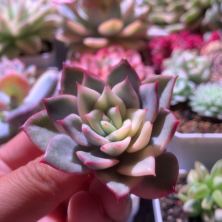 粉艾丽宽覆轮锦砍头