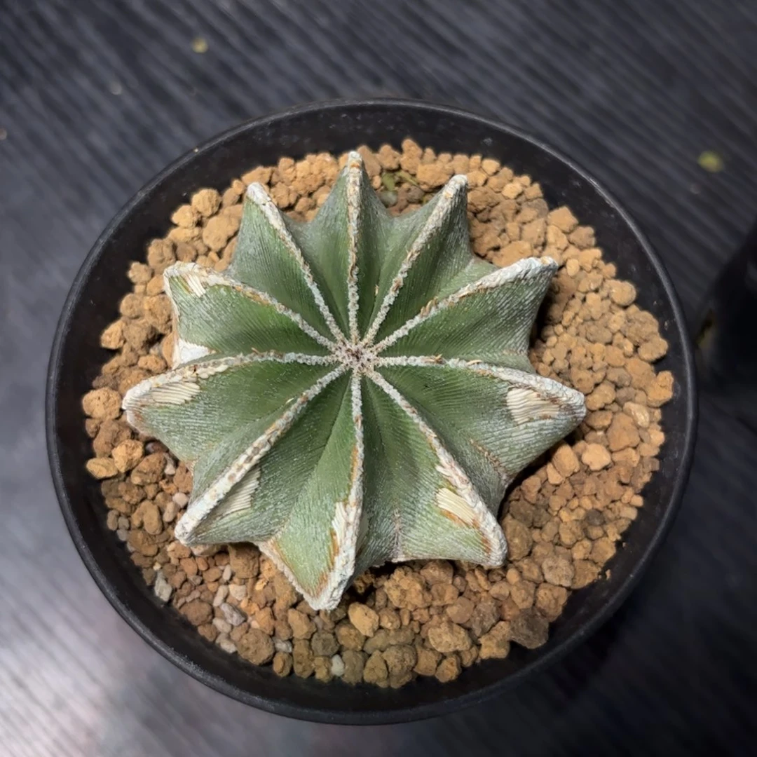 木 辛顿花笼老球7.1