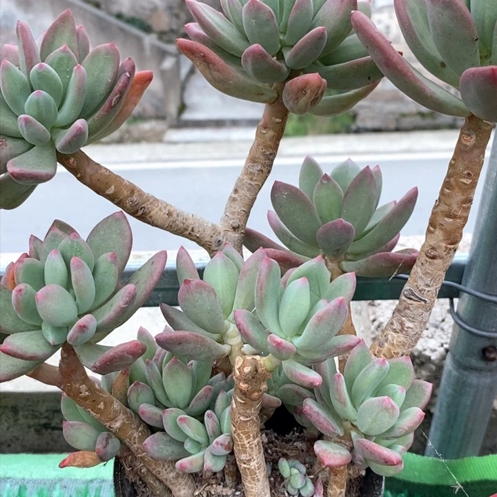 青星美人整无砍多肉