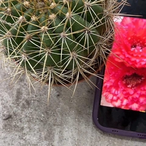 天狼星仙人球，wuioo