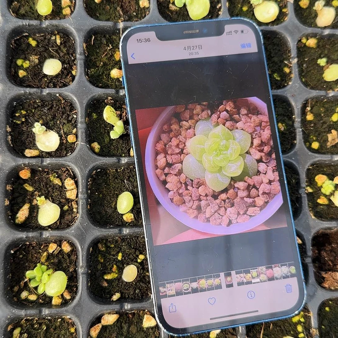 C66 芝麻一个满25包邮